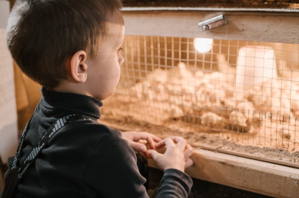 Broiler Chicken Farm