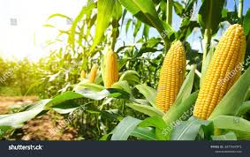 Maize production background