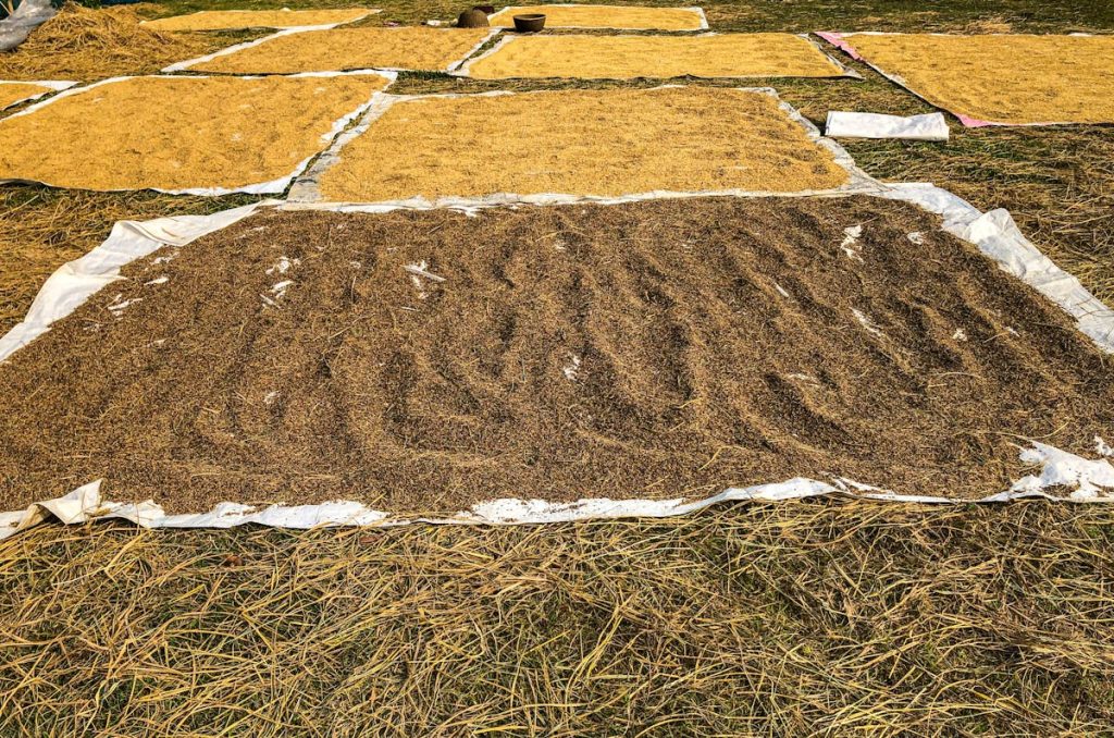 Varieties and varieties of rice