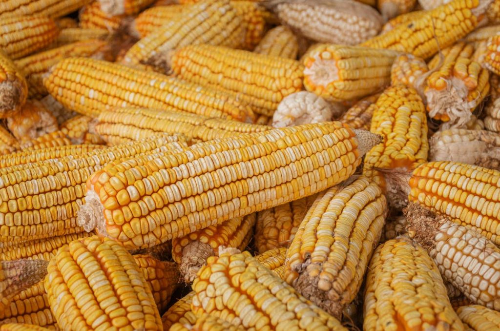 Maize and food security