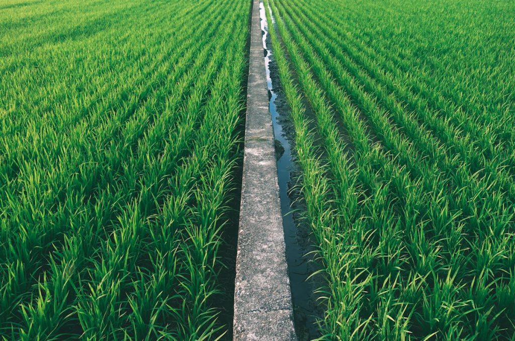 Challenges of rice production