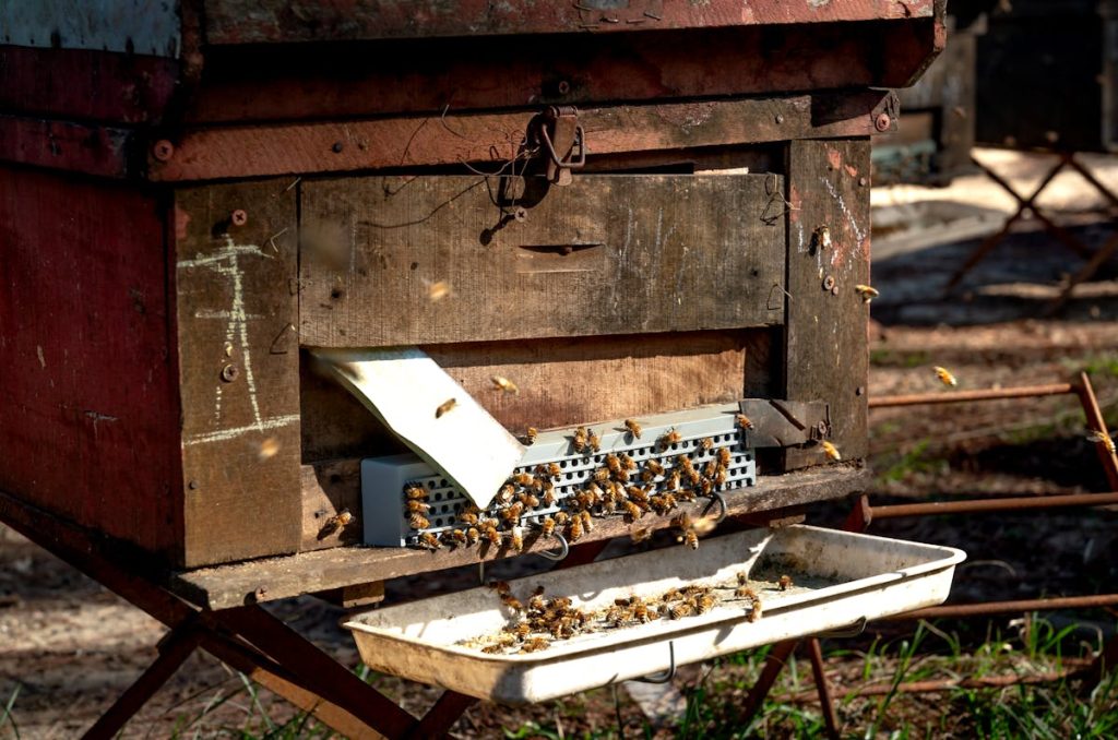 Beekeeping Business Plan