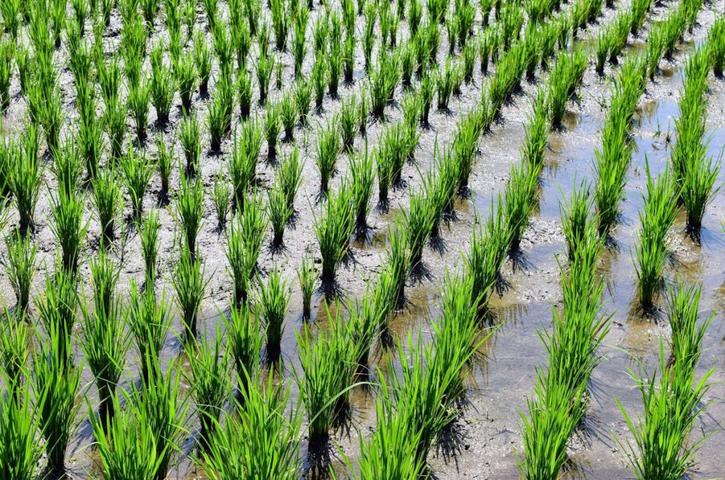 Future prospects in rice production