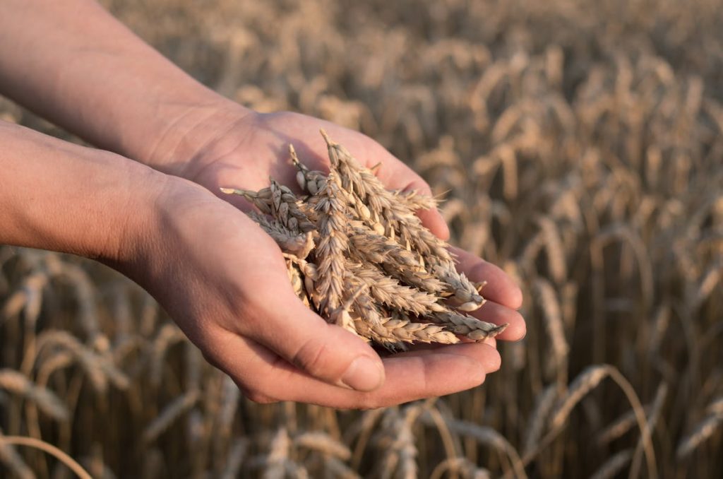 Challenges of wheat production